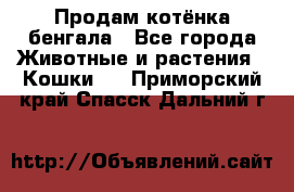 Продам котёнка бенгала - Все города Животные и растения » Кошки   . Приморский край,Спасск-Дальний г.